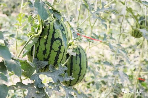 吃瓜网红北京,揭秘京城娱乐圈幕后故事 第1张 吃瓜网红北京,揭秘京城娱乐圈幕后故事 第1张